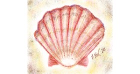 Drawing of Seashell by Iris