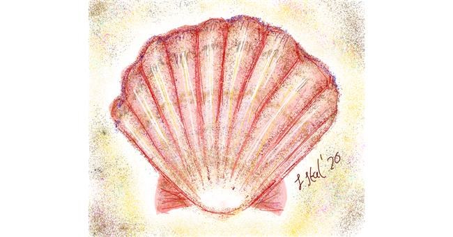 Drawing of Seashell by Iris