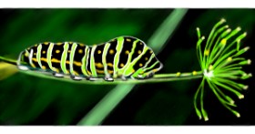 Drawing of Caterpillar by Çhåching