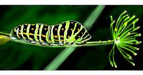 Drawing of Caterpillar by Chaching