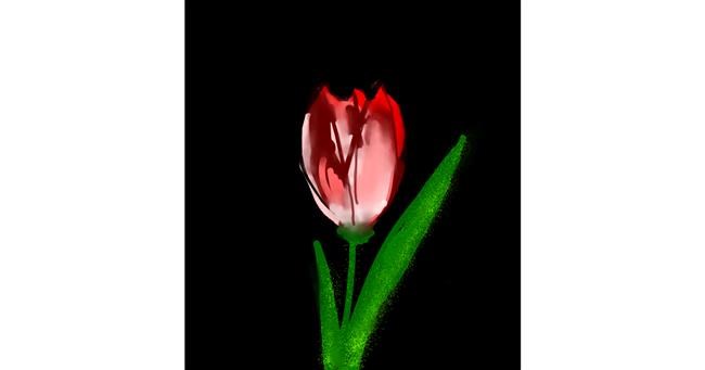 Tulpen-Zeichnung von Eclat de Lune