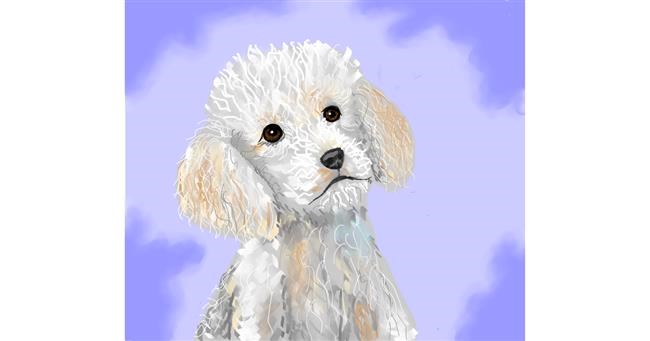 Drawing of Poodle by Sofie