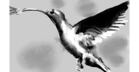Drawing of Hummingbird by DrawSomething