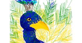 Drawing of Peacock by Vixie