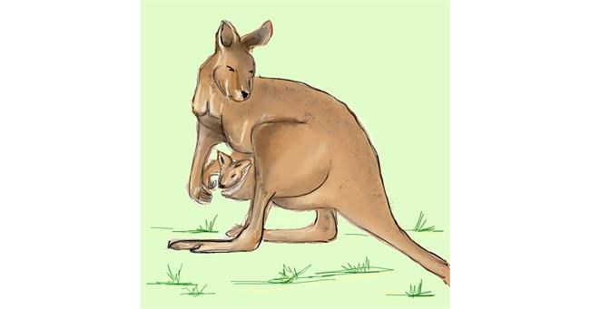 Känguru-Zeichnung von camay