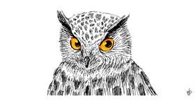 Drawing of Owl by Alguien 