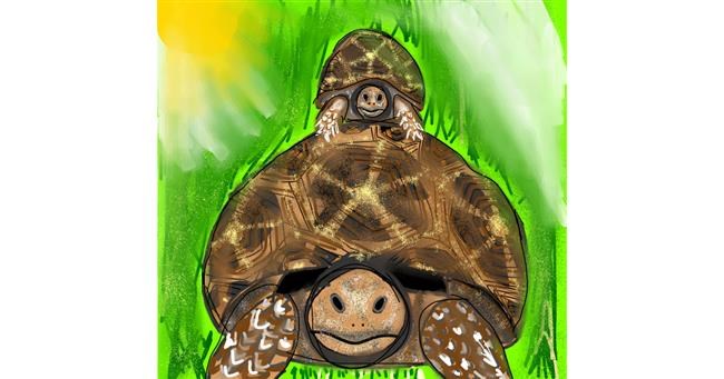 Drawing of Tortoise by Gzell