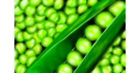 Drawing of Peas by RadiouChka🍉