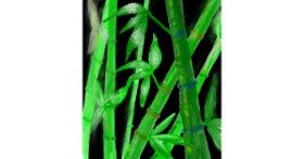Drawing of Bamboo by Not.Old.Train