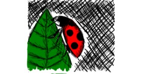 Drawing of Ladybug by Feli
