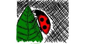 Drawing of Ladybug by Feli