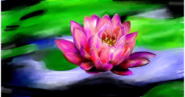 Drawing of Water lily by Mia