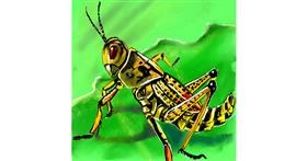 Drawing of Grasshopper by Leah
