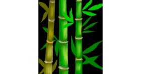 Drawing of Bamboo by §TMJ