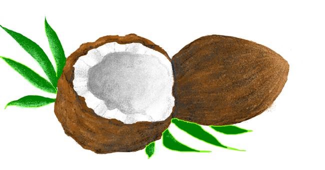 Drawing of Coconut by .