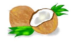 Drawing of Coconut by Debidolittle