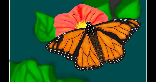 Drawing of Butterfly by Humo de copal