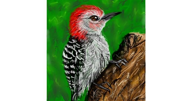 Drawing of Woodpecker by KayXXXlee