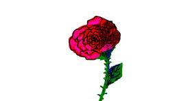 Drawing of Rose by bloop