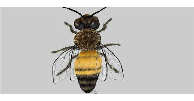 Drawing of Bee by Sara