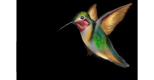 Drawing of Hummingbird by Jan