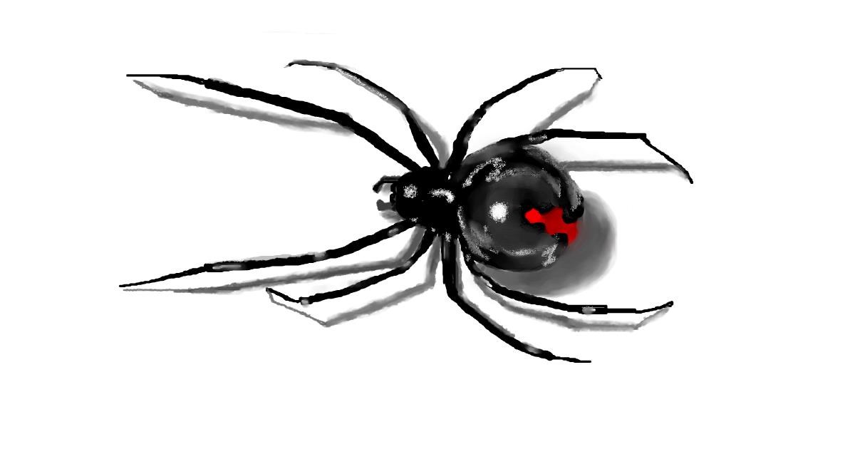 Drawing of Spider by Debidolittle