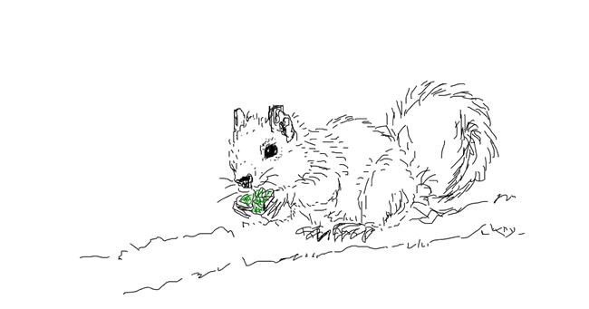 Drawing of Squirrel by wesley