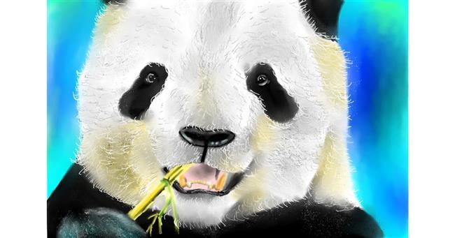 Drawing of Panda by Wizard