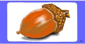 Drawing of Acorn by Swimmer