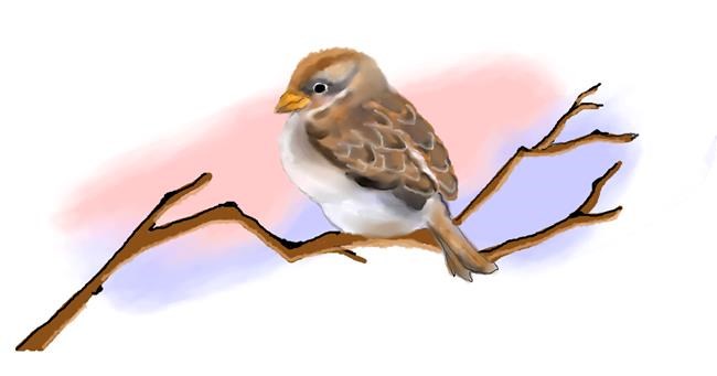 Drawing of Sparrow by Debidolittle