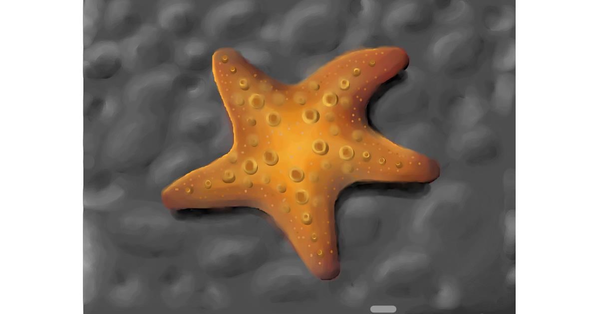 Drawing of Starfish by Leadron