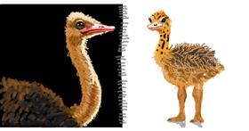 Drawing of Ostrich by shiNIN