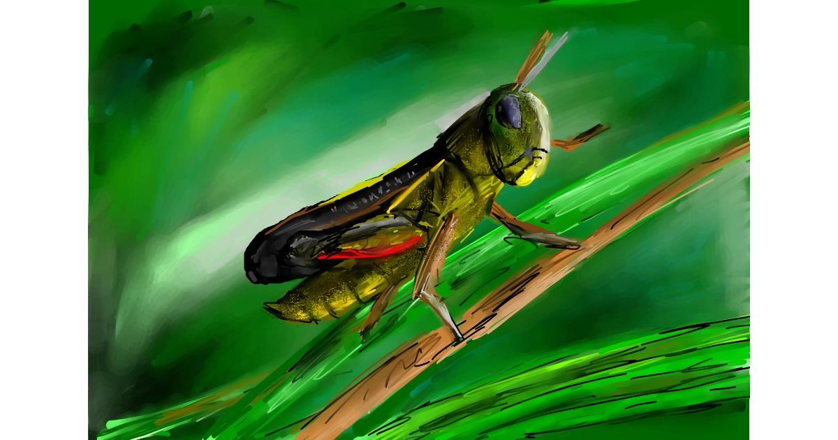 Drawing of Grasshopper by Soaring Sunshine