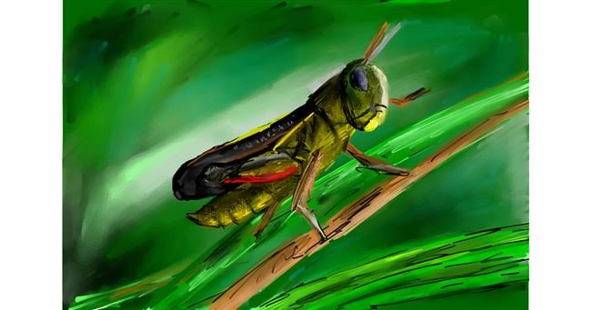 Drawing of Grasshopper by Soaring Sunshine