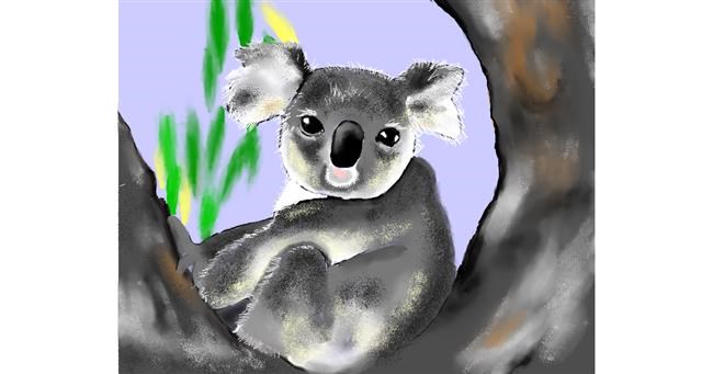 Drawing of Koala by Cec