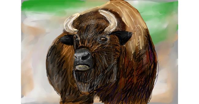 Drawing of Bison by Soaring Sunshine