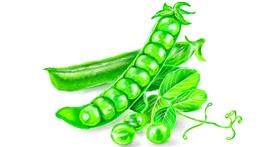 Drawing of Peas by ⋆su⋆vinci彡