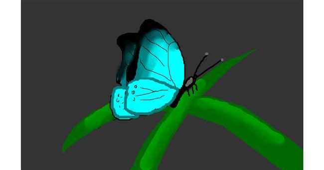 Drawing of Butterfly by Patapow2000
