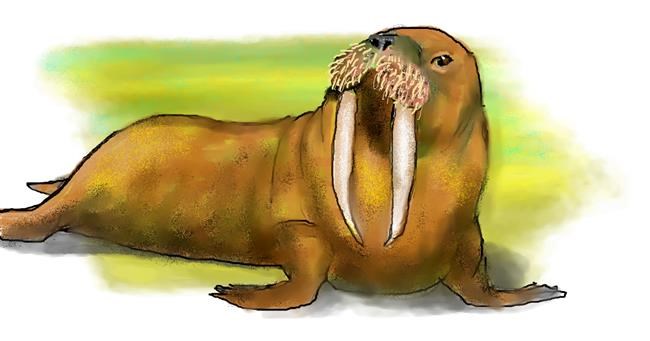 Drawing of Walrus by DebbyLee