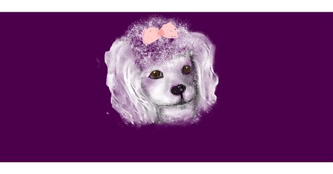 Drawing of Poodle by robee