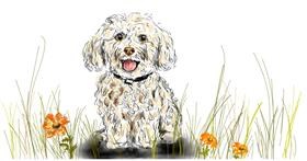 Drawing of Poodle by Eclat de Lune