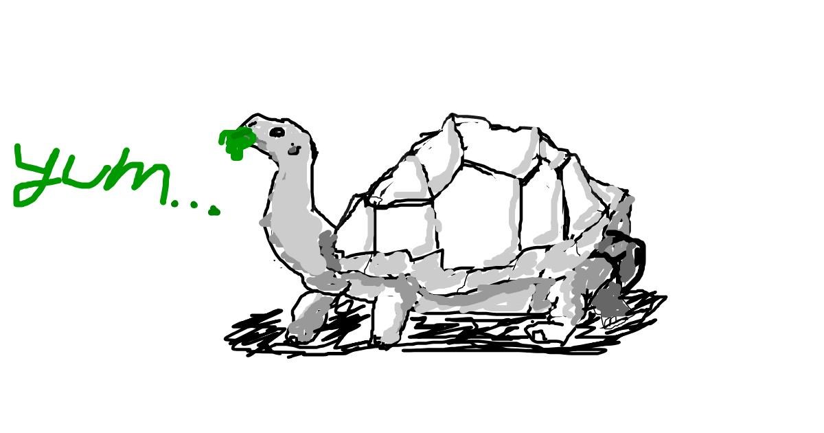 Drawing of Tortoise by sushi