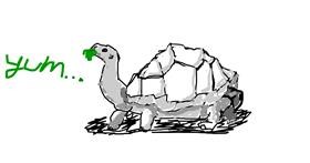 Drawing of Tortoise by sushi
