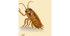 Drawing of Cockroach by GreyhoundMama