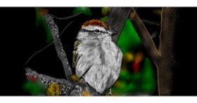 Drawing of Sparrow by Çhåching