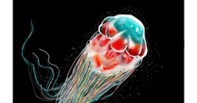 Drawing of Jellyfish by Der hilflose molch