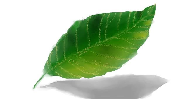 Drawing of Leaf by Nero