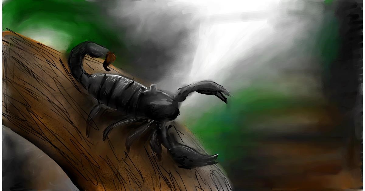 Drawing of Scorpion by Soaring Sunshine