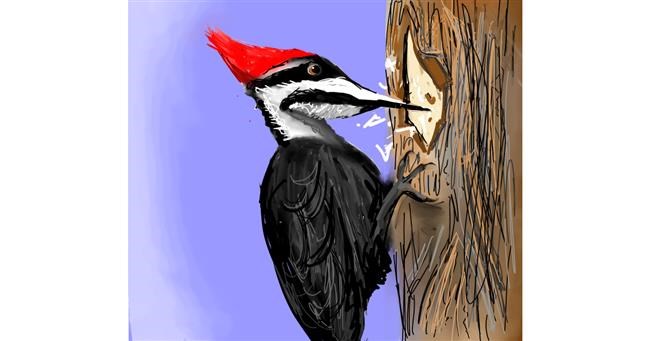 Drawing of Woodpecker by Emit