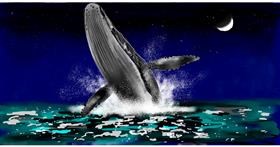 Drawing of Whale by Eclat de Lune